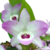 DENDROBIUM ROSA COM MIOLO ESCURO - RAIZ NUA