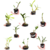 KIT DO VERÃO - 10 ORQUÍDEAS DENDROBIUM (SEM VASO, SEM ID) na internet