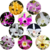 KIT DO VERÃO - 10 ORQUÍDEAS DENDROBIUM (SEM VASO, SEM ID) - comprar online
