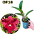BLC CHIA LIN SUPER NOVA PRÉ ADULTA COM AVARIAS - comprar online