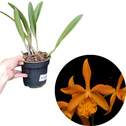 Orquídea Híbrida Lc. Golden Tang – Muda Pré-Adulta (Com Avarias)