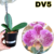 PHALAENOPSIS ADULTA CÓD DV5 COM AVARIAS - comprar online