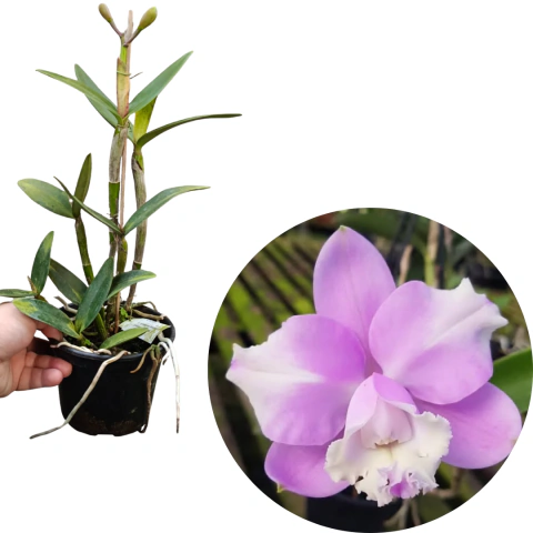 CATTLEYA LODDIGESII TRILABELO LAMBARI X ITAPETI ADLTA COM AVARIAS
