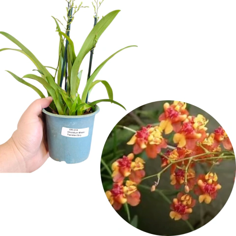 MINI ONCIDIUM TWINKLE ORANGE ADULTA