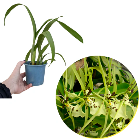 BRASSIA NANBOH BREEZE PRE ADULTA COM AVARIAS
