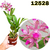 CATTLEYA ADULTA COD 12528 - comprar online