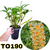 TOUCEIRA DENDROBIUM THYRSIFLORUM ADULTA - RAIZ NUA