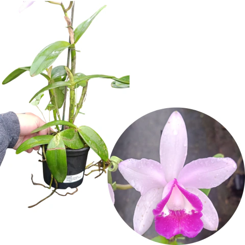 Cattleya Intermedia Marginata Adulta (Com Avarias)