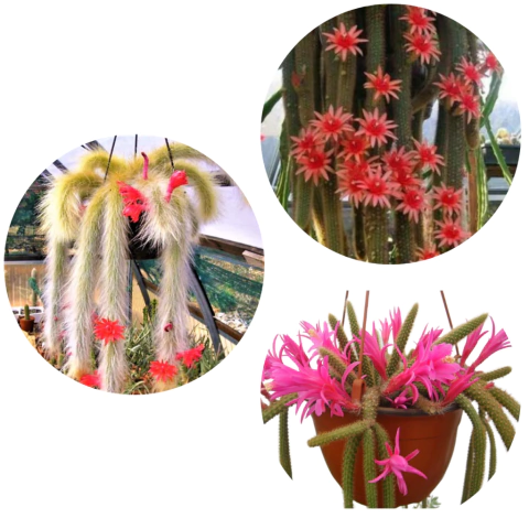 KIT 3 ORQUÍDEAS MUDAS DE CACTOS PENDENTES