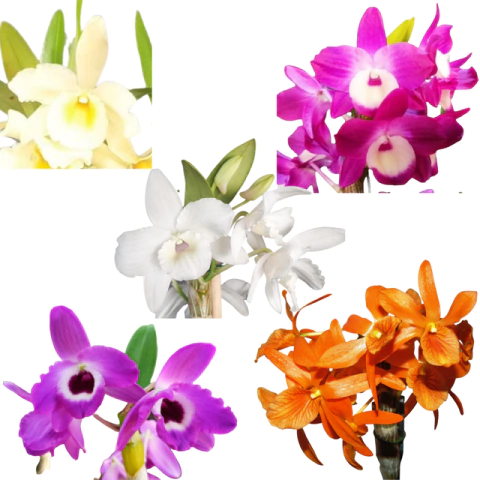 ORQUÍDEA PACOTE 50 DENDROBIUM PRÉ-ADULTAS VARIADAS - comprar online