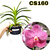VANDA KULTANA RED EM FLORAÇÃO - comprar online