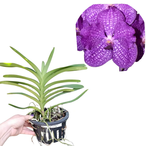 VANDA PAKCHONG BLUE X V KULTANA RUBY PRE ADULTA