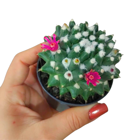 ORQUÍDEA MUDA DE CACTO ALGODÃO DOCE - comprar online