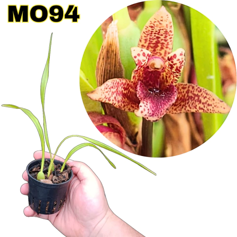 CORTE MINI ORQUÍDEA MAXILLARIA SANGUINEA X VARIABILIS RED - comprar online