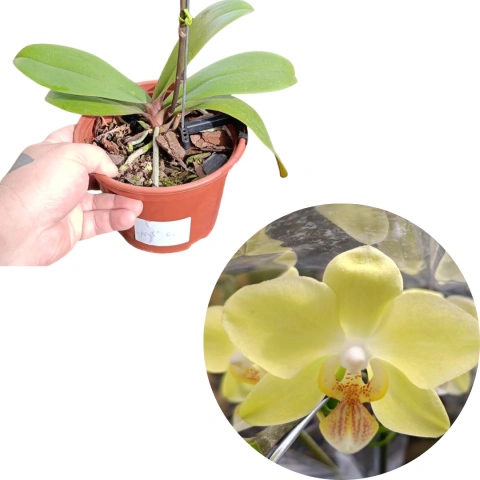 MINI PHALAENOPSIS ADULTA COM AVARIAS CODIGO MP5