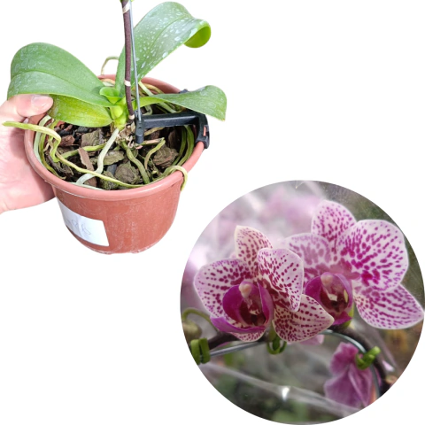 MINI PHALAENOPSIS ADULTA COM AVARIAS CODIGO MP6