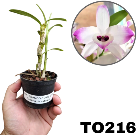 ORQUÍDEA MUDA PEQUENA DENDROBIUM BRANCO COM LILÁS QUEIMA DE na internet