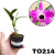 MUDA PEQUENA DENDROBIUM NOBILE OLHO DE BONECA QUEIMA DE ESTOQUE - RAIZ NUA - comprar online