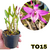 MINI DENDROBIUM STARDUST RAINBOW DANCE ADULTA (V MENOR)