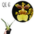 ONCIDIUM SPHACELATUM PRÉ ADULTA COM AVARIAS
