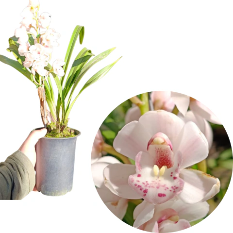 MINI CYMBIDIUM ROSA CLARO ADULTA