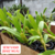KIT 10 DENDROBIUM PRÉ ADULTAS CORES DIFERENTES SEM VASO