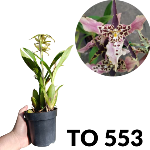 ORQUÍDEA MILTASSIA SHELOB TOLKIEN TRILABELO (COM AVARIAS) - comprar online