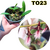 MINI BULBOPHYLLUM MINIATUM ADULTA