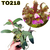 CATTLEYA SCHILLERIANA COM AVARIAS