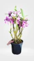 TOUCEIRINHA DE DENDROBIUM OLHO DE BONECA na internet