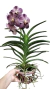 VANDA CHOCOLATE BROWN EM FLORAÇÃO na internet