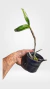 REFUGO - DENDROBIUM SECUNDUM ALBA PRÉ ADULTA na internet