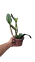 CATTLEYA NOBILES FLASH COM AVARIAS - EM FLORAÇÃO na internet