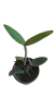 REFUGO CATTLEYA AMETHYSTOGLOSSA FLAMEA (SEMENTEIRA) PRÉ ADULTA - SEM VASO na internet