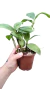 DENDROBIUM THYRSIFLORUM PRÉ ADULTA (vaso marrom) na internet