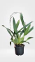 ONCIDIUM SHARRY BABY ADULTA (ORQUÍDEA CHOCOLATE) - MAIS ORQUIDEAS