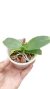 MUDA PEQUENA PHALAENOPSIS VERMELHA - NO VASO - MAIS ORQUIDEAS
