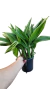 TOUCEIRA DE PHAIUS TANKERVILLEAE ADULTA COM AVARIAS (ORQUÍDEA CAPUZ DE FREIRA) na internet