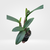 CATTLEYA OCOSET DARK QUEEN ADULTA COM AVARIAS na internet
