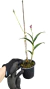 DENPHAL PINK COM AVARIAS - EM FLORAÇÃO - comprar online
