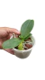 MUDA PEQUENA PHALAENOPSIS VERMELHA - NO VASO na internet