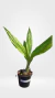ORQUÍDEA CAPUZ DE FREIRA PRÉ ADULTA COM AVARIAS (PHAIUS TANKERVILLEAE) na internet