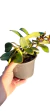 CATTLEYA ACLANDIAE X SCHILLERIANA ADULTA COM AVARIAS na internet