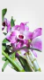 TOUCEIRINHA DE DENDROBIUM OLHO DE BONECA - MAIS ORQUIDEAS