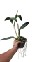 CATTLEYA NOBILE'S GOLDEN HORIZON COM AVARIAS - EM FLORAÇÃO na internet