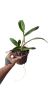 CATTLEYA CODIGO LI71 COM AVARIAS - EM FLORAÇÃO na internet