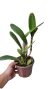 CATTLEYA RUNGNAPHA FANCY COM AVARIAS - EM FLORAÇÃO na internet