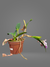 CATTLEYA RUTH GEE X BIG CHINA COM AVARIAS na internet