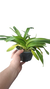 SAPATINHO PAPHIOPEDILUM INSIGNE ADULTA COM AVARIAS na internet