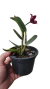 CATTLEYA MAHALO JACK COM AVARIAS - EM FLORAÇÃO na internet
